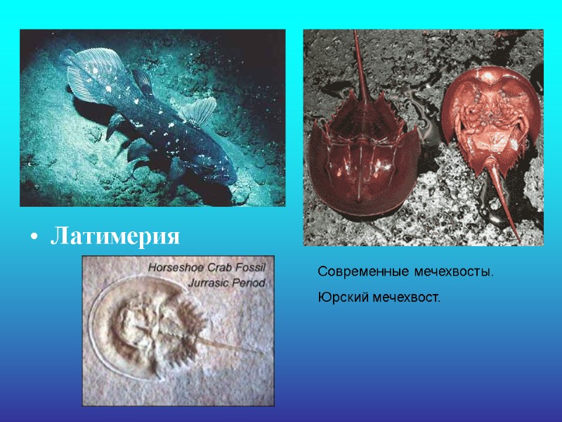 Латимерия  Современные мечехвосты. Юрский мечехвост.